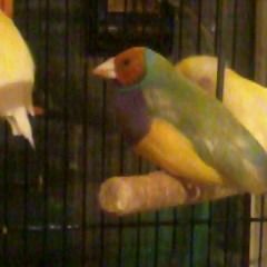 Male pret reproduction #1