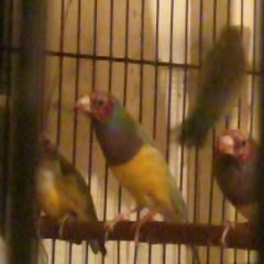 Male pret reproduction #0