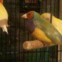 Male pret reproduction #1