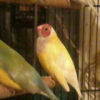 Male pret reproduction #2