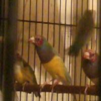 Male pret reproduction