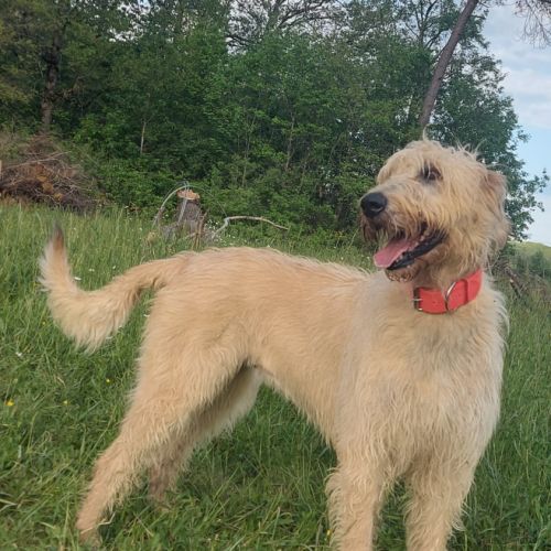 Jeune chienne levrier irlandais #1