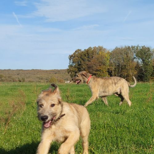 Jeune chienne levrier irlandais