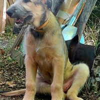 Jeune chienne levrier irlandais #2