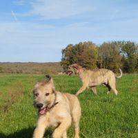 Jeune chienne levrier irlandais #0