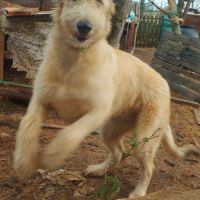 Jeune chienne levrier irlandais #4