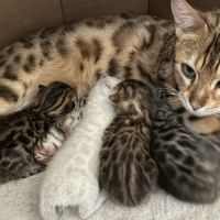 Chaton bengal brown loof