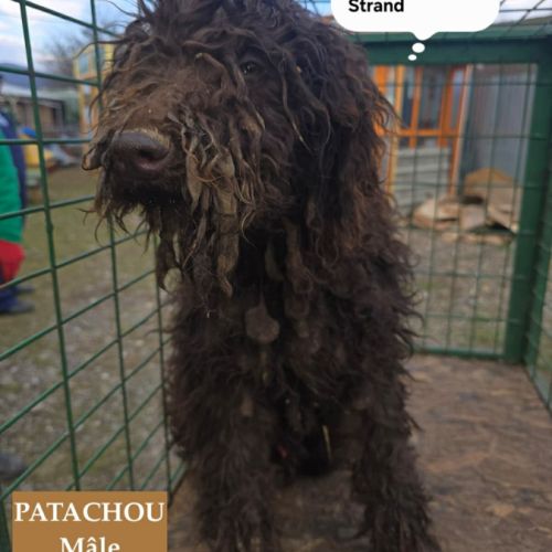 Patachou le lagatto romagnolo #1