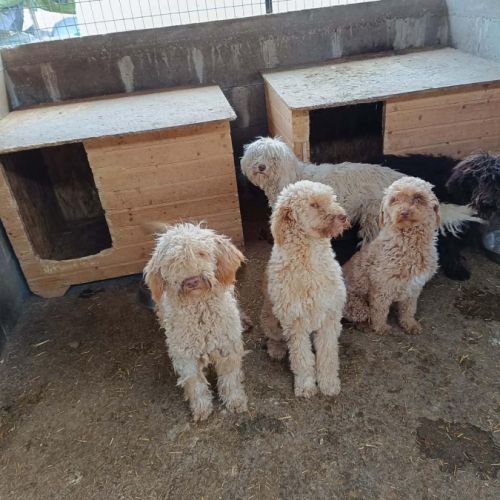 Patachou le lagatto romagnolo #2