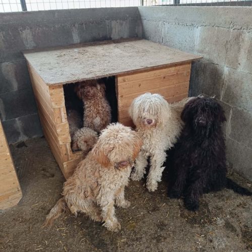 Patachou le lagatto romagnolo #0