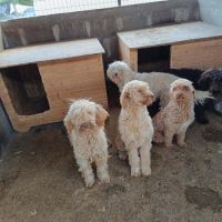 Patachou le lagatto romagnolo #2