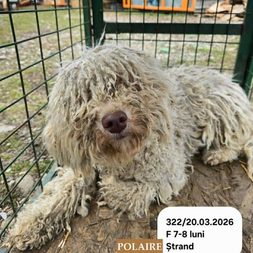 Polaire la lagotto romagnolo #1