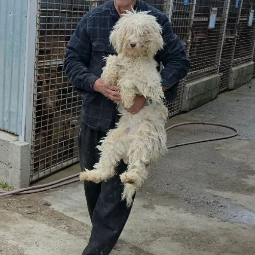 Polaire la lagotto romagnolo #3