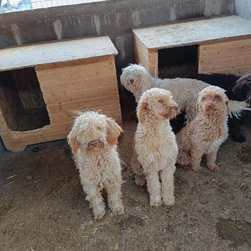 Polaire la lagotto romagnolo #6