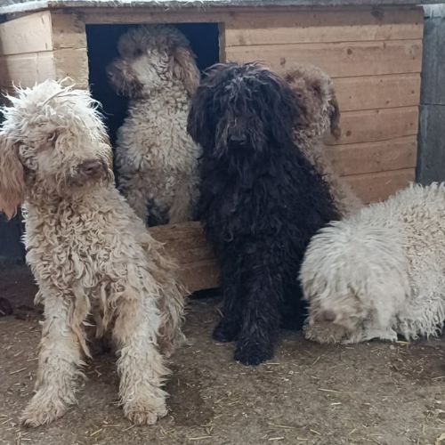 Polaire la lagotto romagnolo #7