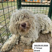 Polaire la lagotto romagnolo #1