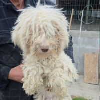 Polaire la lagotto romagnolo #2