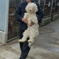 Polaire la lagotto romagnolo #3