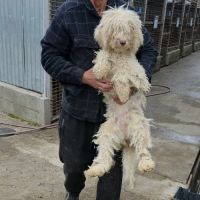 Polaire la lagotto romagnolo #4