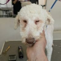 Polaire la lagotto romagnolo