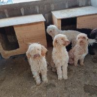 Polaire la lagotto romagnolo #6