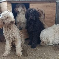 Polaire la lagotto romagnolo #7