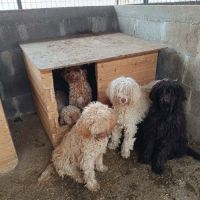 Polaire la lagotto romagnolo #8