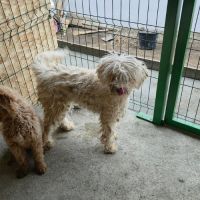 Polaire la lagotto romagnolo #9