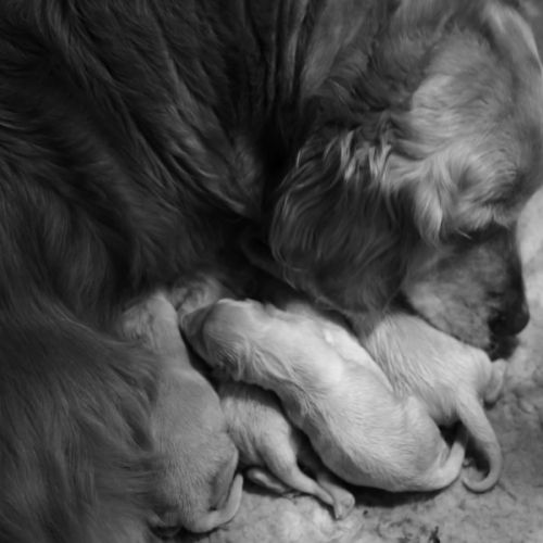 Chiots golden retriever inscrits au lof #3