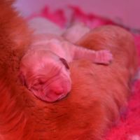 Chiots golden retriever inscrits au lof #1