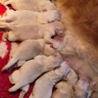 Chiots golden retriever inscrits au lof