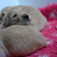 Chiots golden retriever inscrits au lof #4