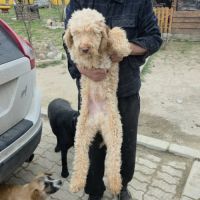 Peluche le lagotto romagnolo