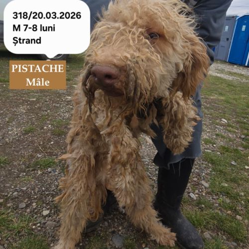 Pistache le lagotto romagnolo #0