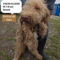 Pistache le lagotto romagnolo