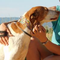 Pilka 10 ans, une perle ! (ok chats) #2