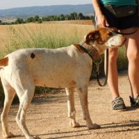 Pilka 10 ans, une perle ! (ok chats) #4