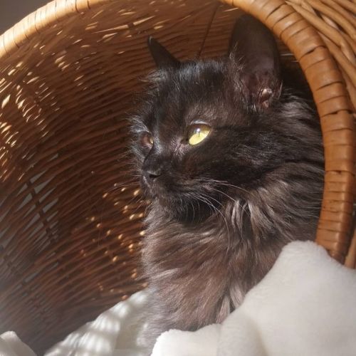 Loucha, adorable chaton à l'adoption #1