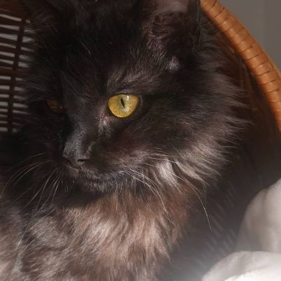 Loucha, adorable chaton à l'adoption #3