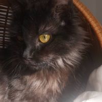 Loucha, adorable chaton à l'adoption #3