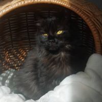 Loucha, adorable chaton à l'adoption #4