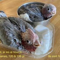 Rosalbin 2026 man #2