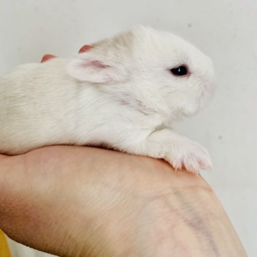 Adorable lapereau nain angora x rex nain #1
