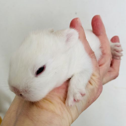 Adorable lapereau nain angora x rex nain #2