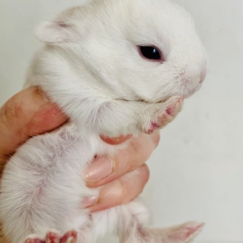 Adorable lapereau nain angora x rex nain #3