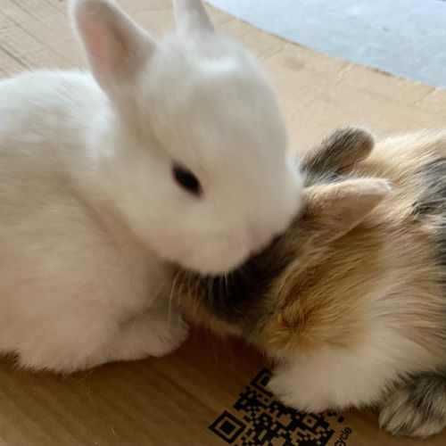 Adorable lapereau nain angora x rex nain #5