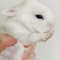 Adorable lapereau nain angora x rex nain