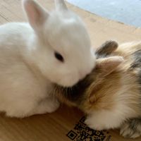 Adorable lapereau nain angora x rex nain #5