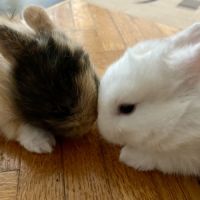 Adorable lapereau nain angora x rex nain #6