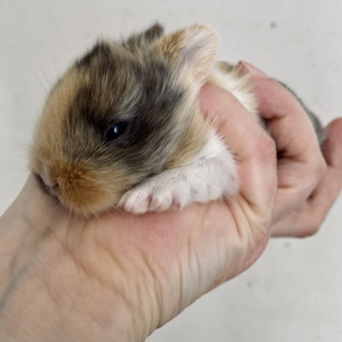 Petit lapereau nain angora x rex nain 💕 #1